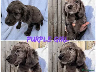 Cocker Spaniel dogs ⭐️READY TO LEAVE ONLY PURPLE AVAILABLE ⭐️ - Advert 8