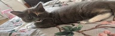 British Shorthair 1