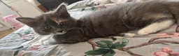 British Shorthair cats for sale: 2 loving girl kittens in Andover - Advert 4