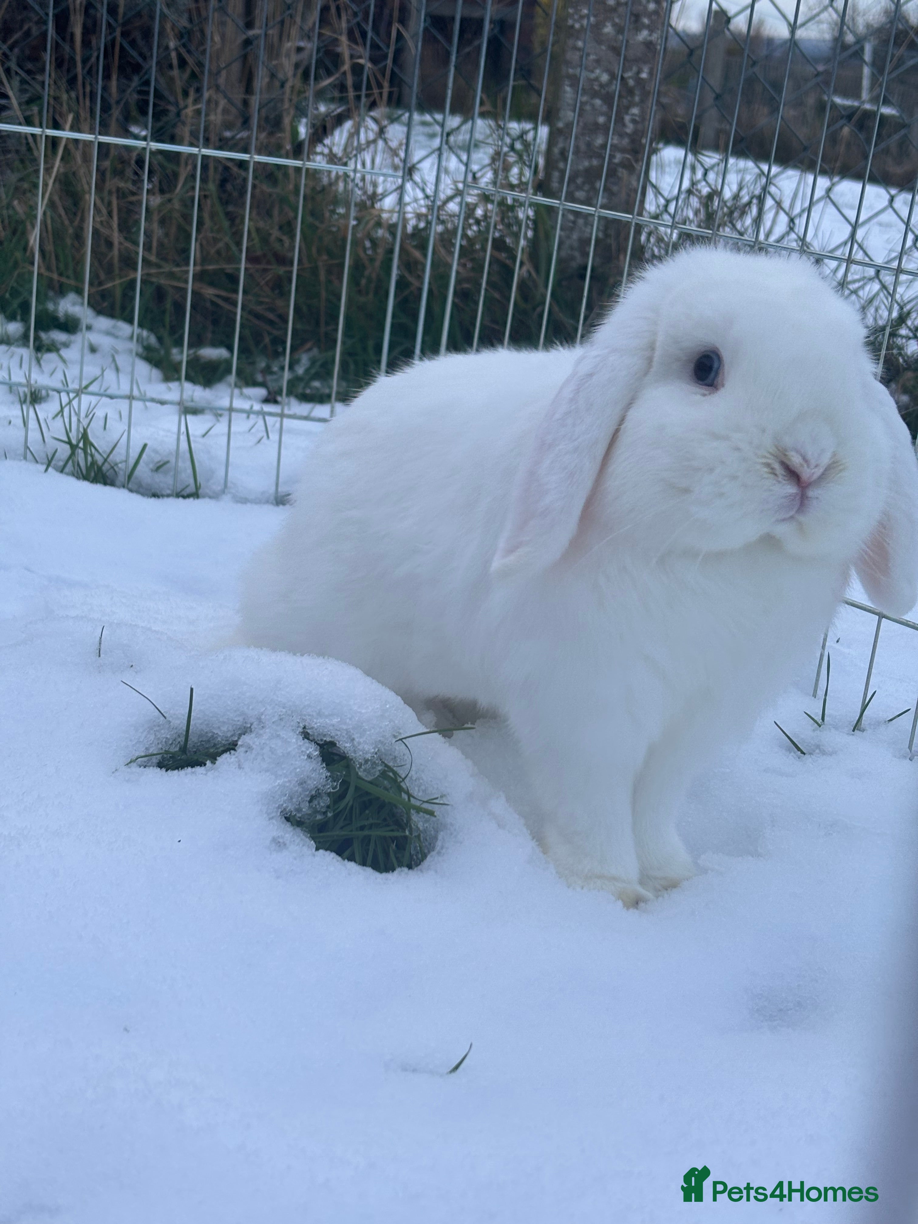 Mini Lop rabbits blue eye mini lop buck - Advert 9