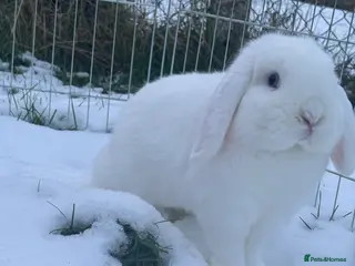 Mini Lop rabbits blue eye mini lop buck - Advert 9
