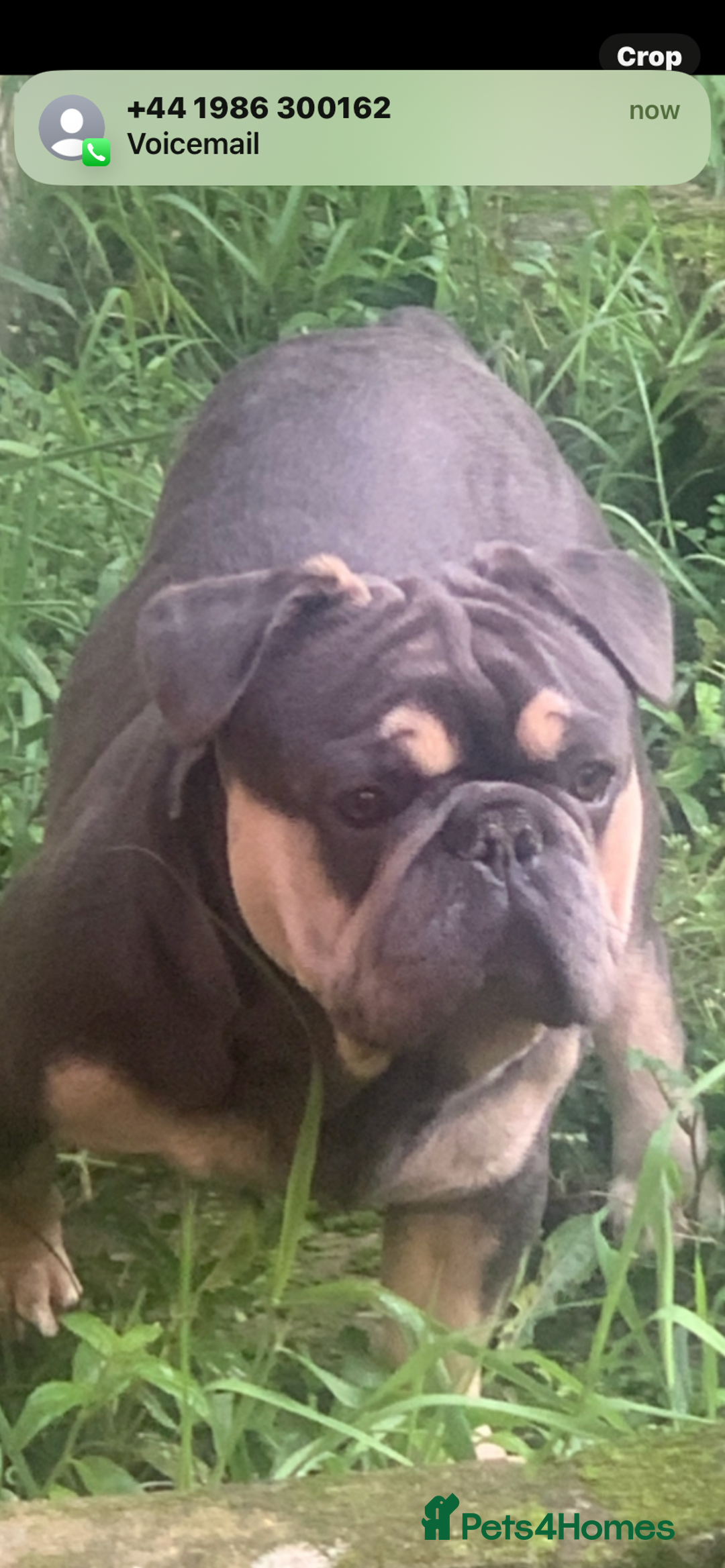 Mixed Breed dogs for sale: French bulldog/English bulldog - Advert 23