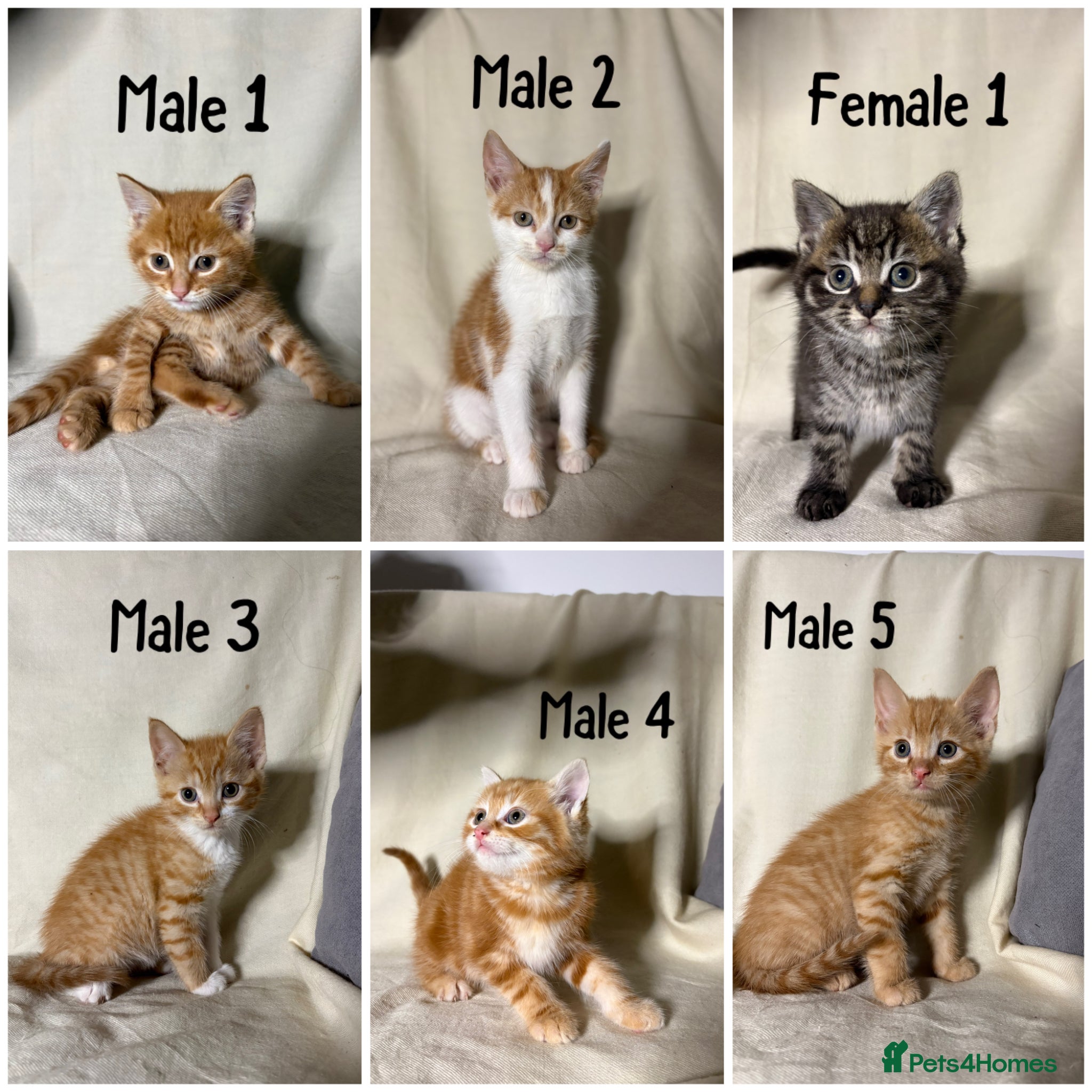 Mixed Breed cats 6 Cute kittens - Ready to leave (PRICE VARIES!!!) - Advert 1