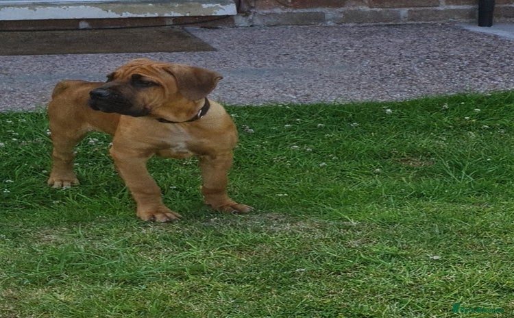 Cane Corso dogs - Advert 12