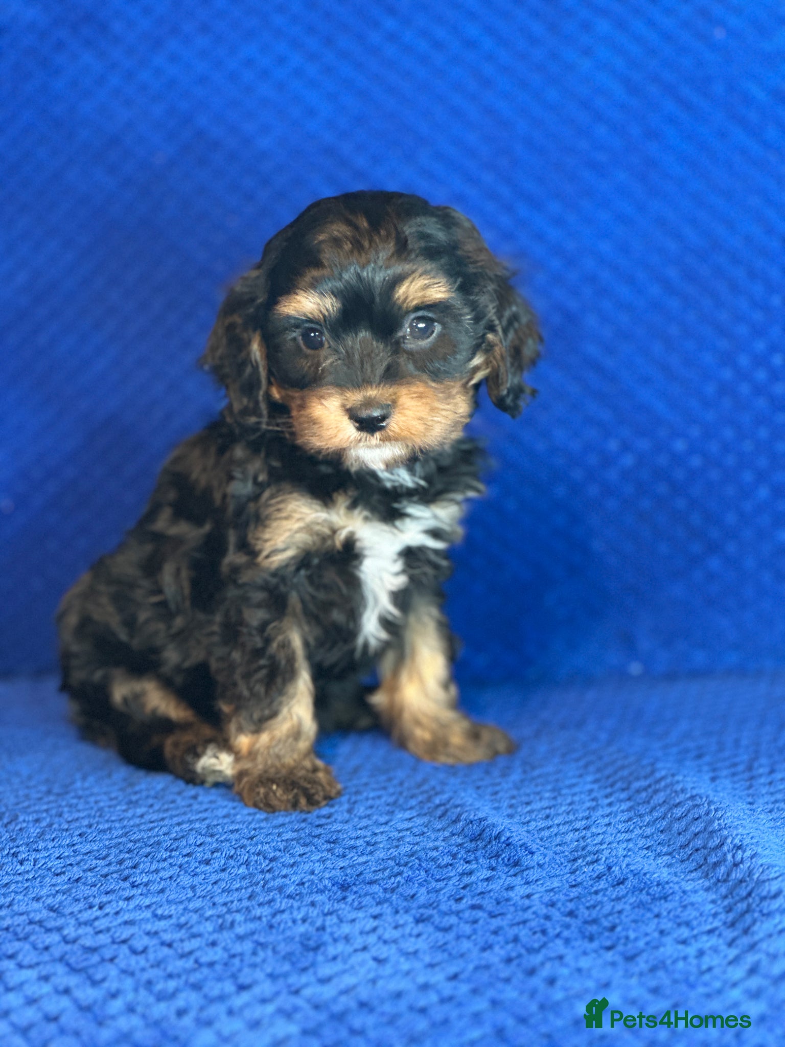 Cavapoo dogs Stunning Cavapoo Puppies - DNA tested parents - Advert 2