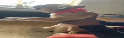 Mixed Breed dogs for sale: Adorable French bulldog cross Boston terrier in Ilkeston - Advert 2