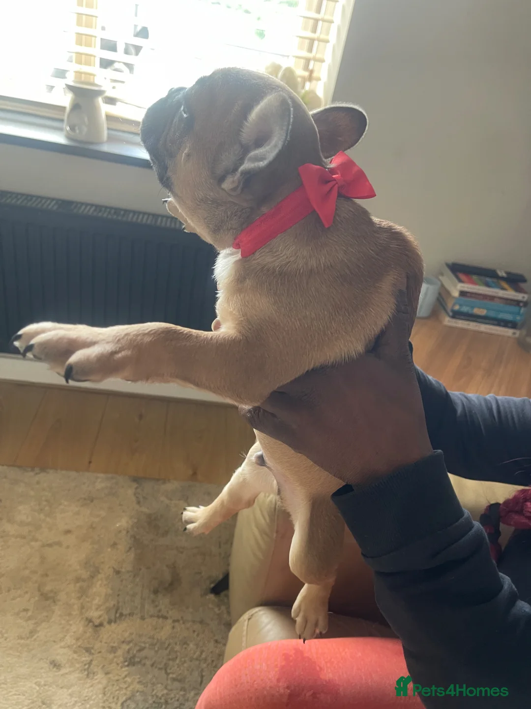 Mixed Breed dogs for sale: Adorable French bulldog cross Boston terrier in Ilkeston - Advert 2