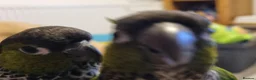 Conures birds for sale: Black Capped conures. Male & Female.  - Advert 4