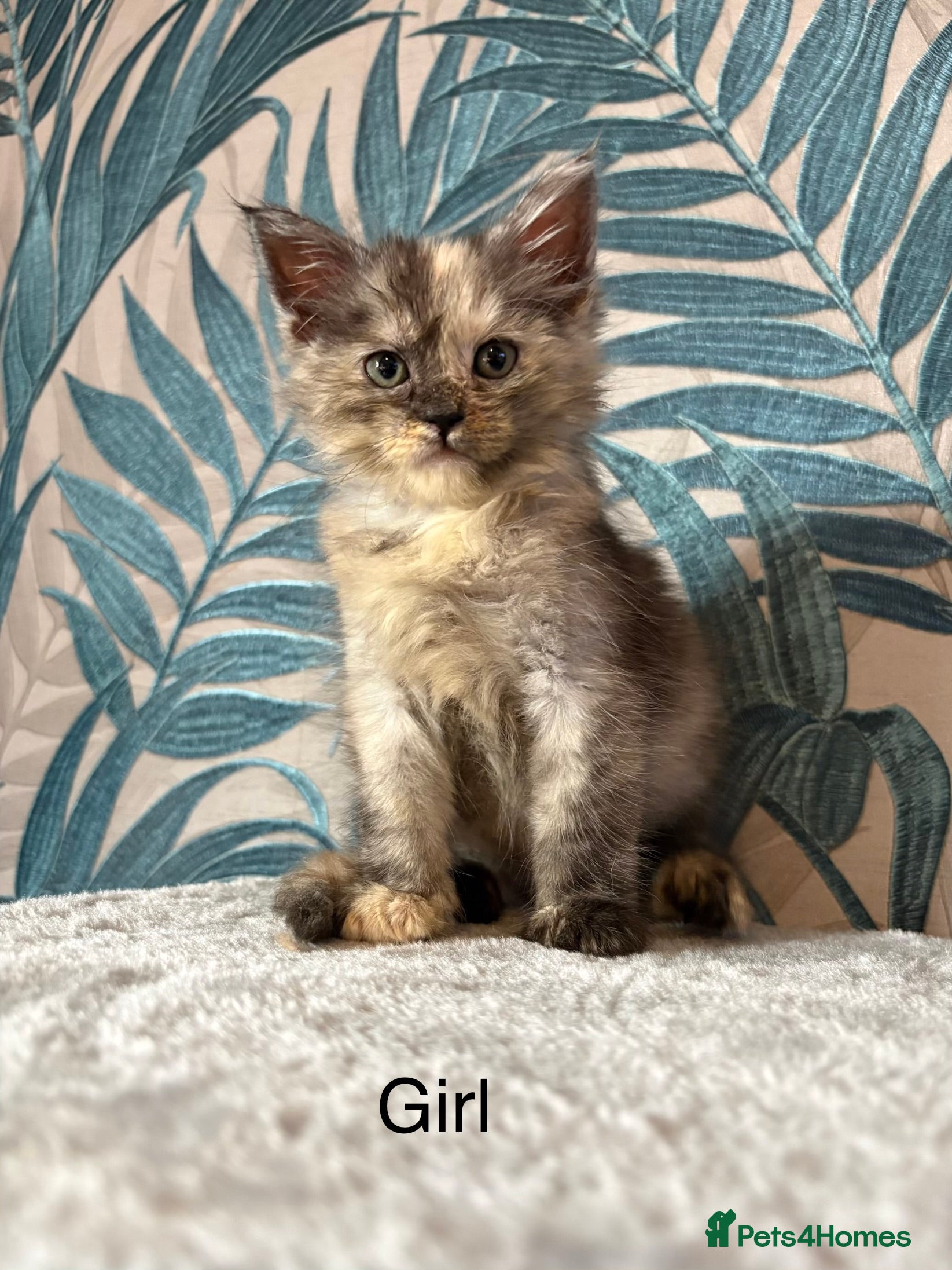 Maine Coon cats  Gorgeous Maincoon kittens  - Advert 12