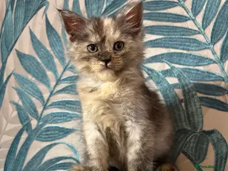 Maine Coon cats Gorgeous Maincoon kittens - Advert 12