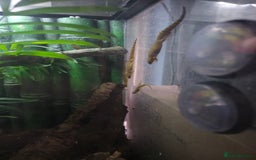 Gecko reptiles for sale: Baby mourning geckos for sale  - Image 4