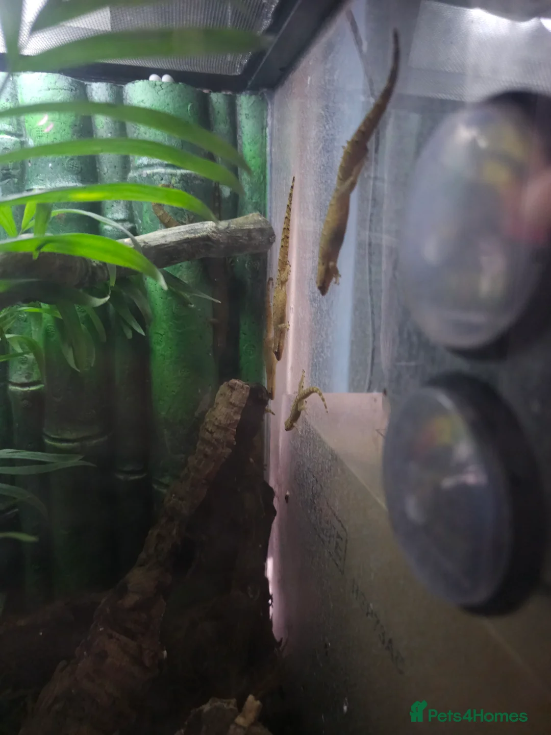 Gecko reptiles for sale: Baby mourning geckos for sale  - Advert 4