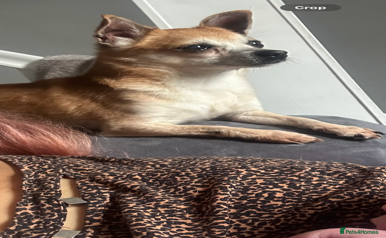 Chihuahua dogs - Advert 1