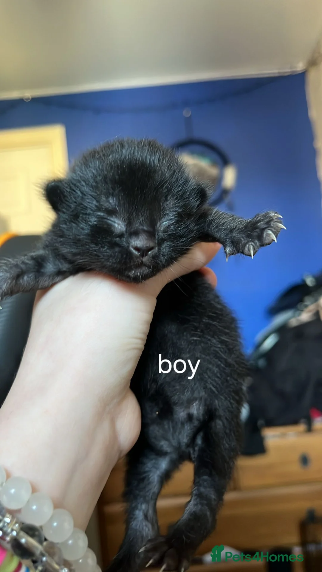 Mixed Breed cats for sale: 2 jet black kittens  - Advert 2