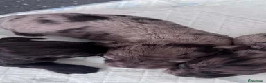 Cockapoo 2