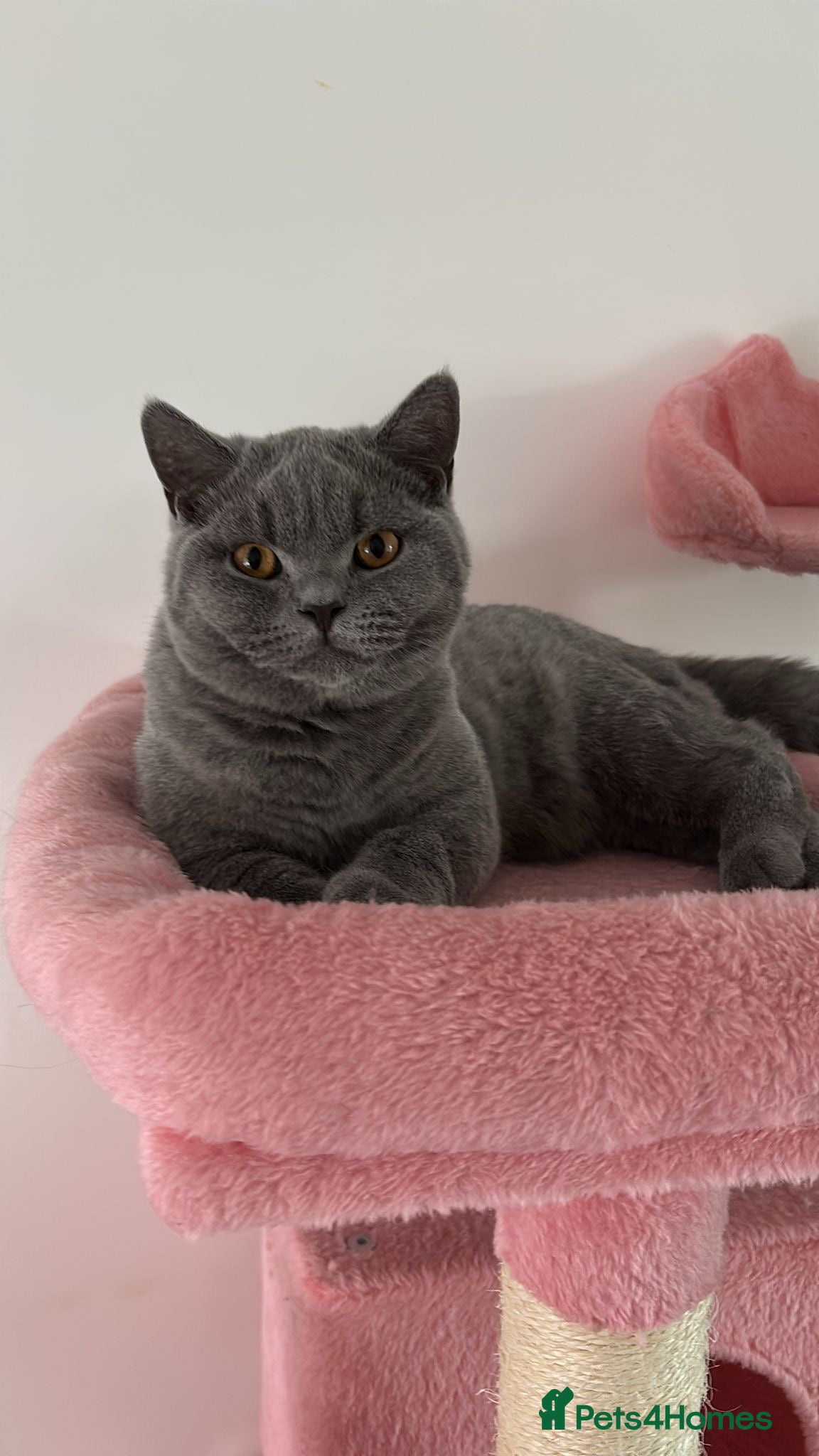 British Shorthair cats 🧸1 Remaining Chunky British Shorthair Kittens🧸 - Advert 19