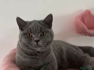 British Shorthair cats 🧸1 Remaining Chunky British Shorthair Kittens🧸 - Advert 19