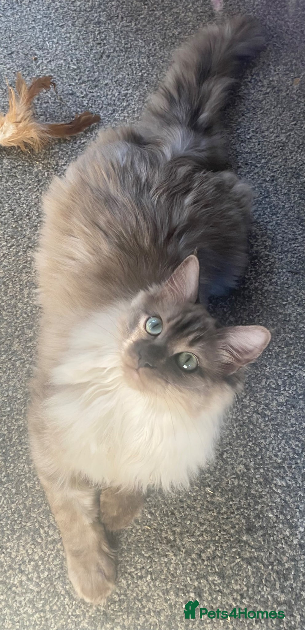 Ragdoll cats TICA Registered Seal Smoke Sepia Ragdoll - Advert 16