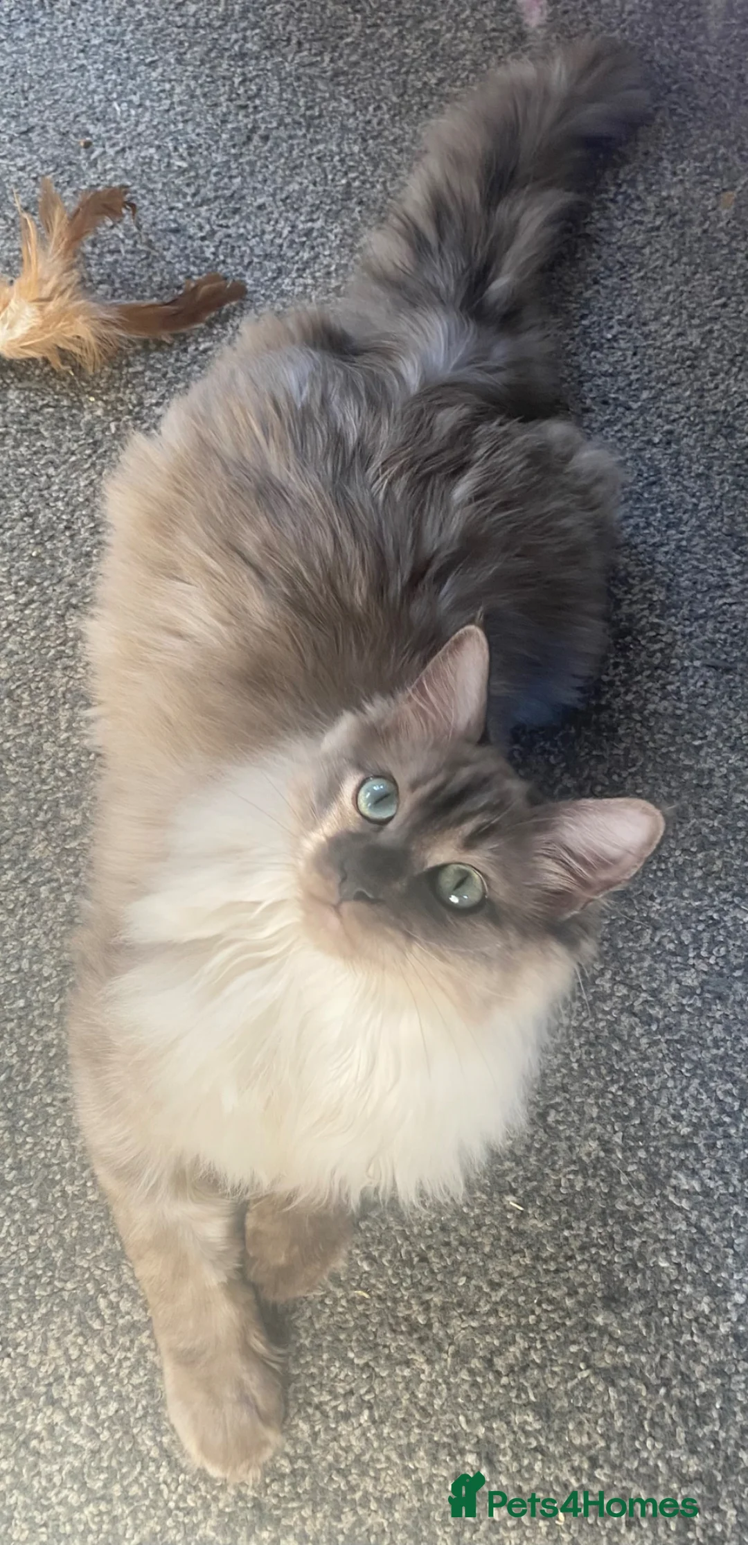 Ragdoll cats for sale: TICA Registered Seal Smoke Sepia Ragdoll - Advert 2