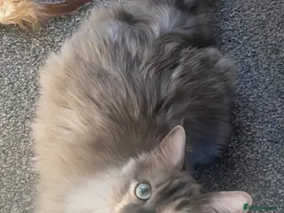 Ragdoll cats TICA Registered Seal Smoke Sepia Ragdoll - Advert 16