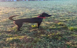 Mixed Breed dogs for sale: Hugo, 4 year old - Image 1