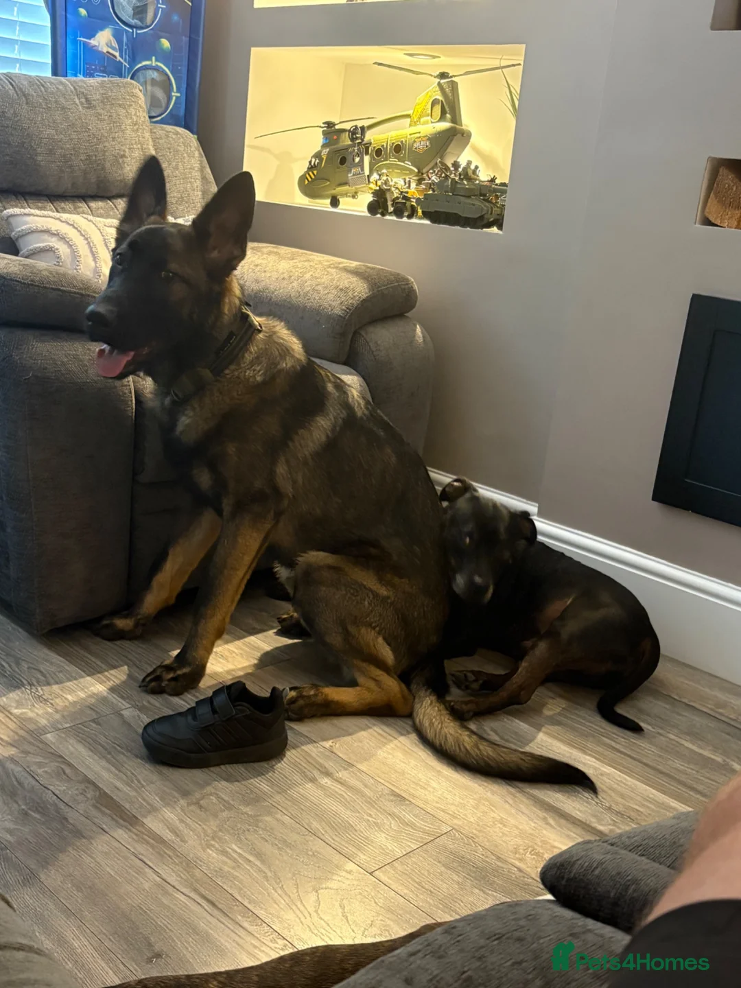 German Shepherd dogs for sale: Simba - Advert 2
