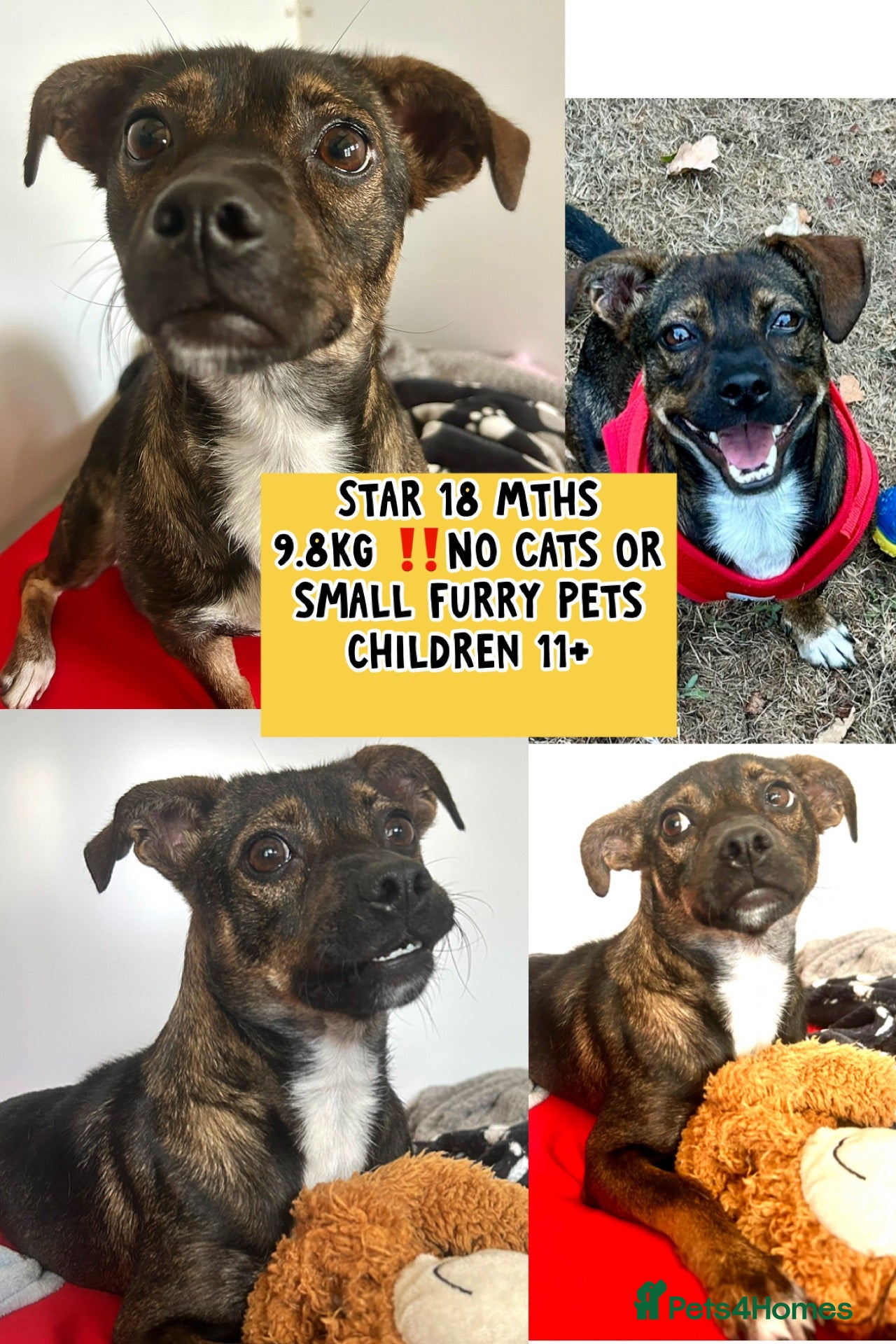 Mixed Breed dogs Star 18mths for adoption - 9kg - Advert 15