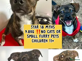 Mixed Breed dogs Star 18mths for adoption - 9kg - Advert 15