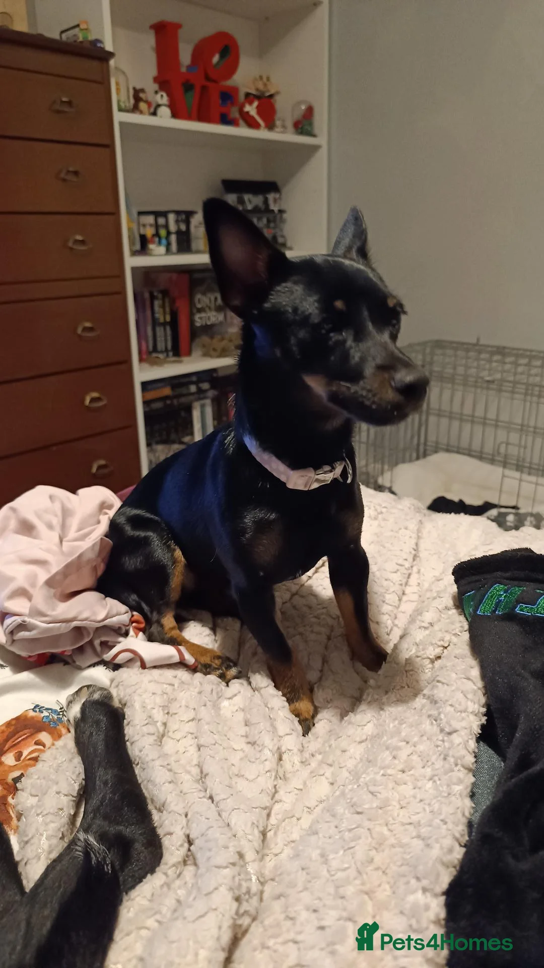 Jack Chi dogs for sale: 1 year old Jack Chi - Advert 5