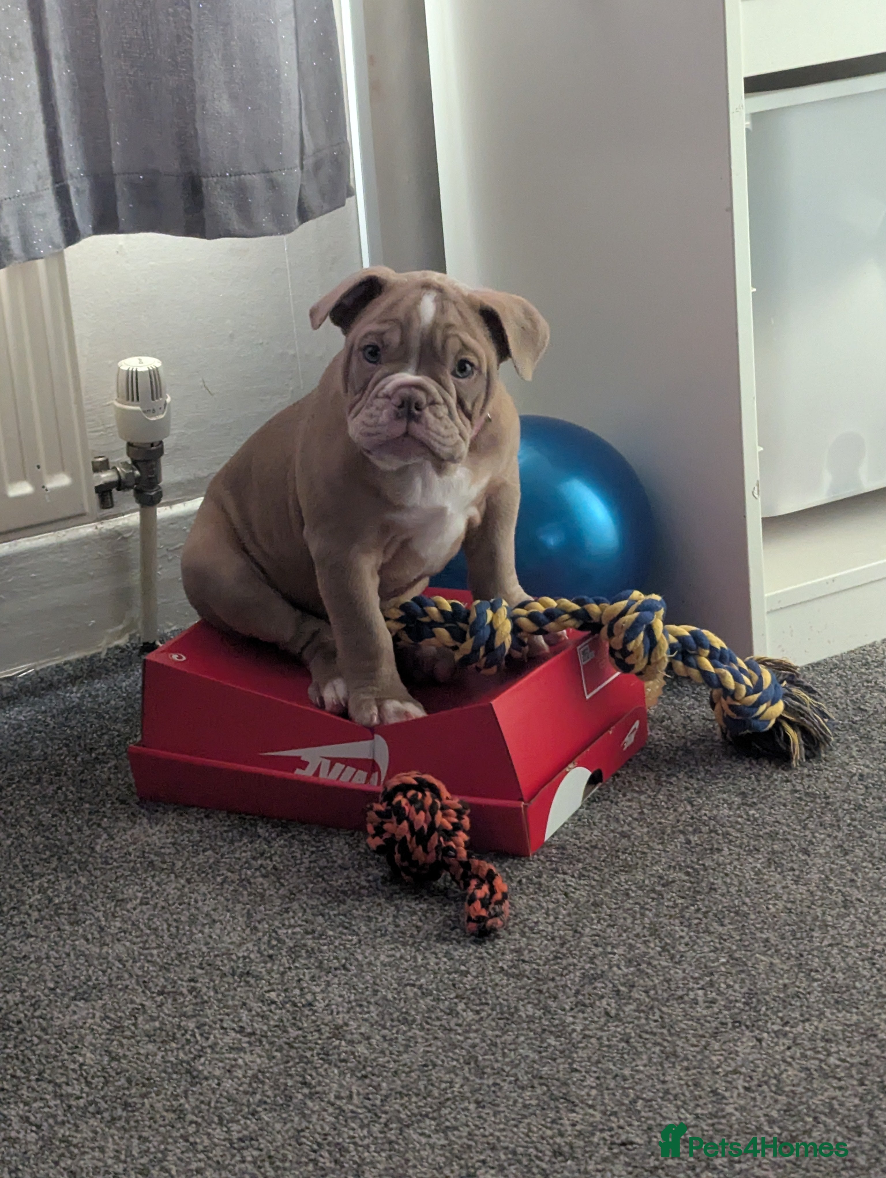 Mixed Breed dogs BEAUTIFUL GIRL LILAC OLD TYME BULLDOG  - Advert 1