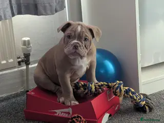 Mixed Breed dogs BEAUTIFUL GIRL LILAC OLD TYME BULLDOG - Advert 1