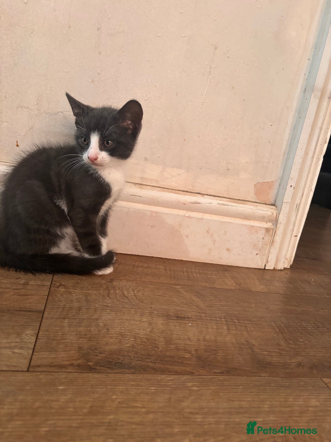 Domestic Shorthair cats for sale: 2 loving family playful kittens - Image 3