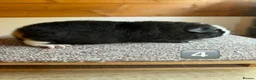 Guinea Pig rodents for sale: Teddy Boars & A Swiss Boar - Advert 5