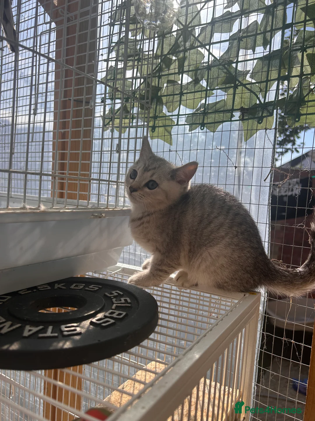 Scottish Fold cats for sale: Scottishfold russian kittens  - Advert 2