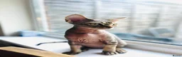 Devon Rex cats for sale: Devon Rex TICA registered kitten boy - Advert 2