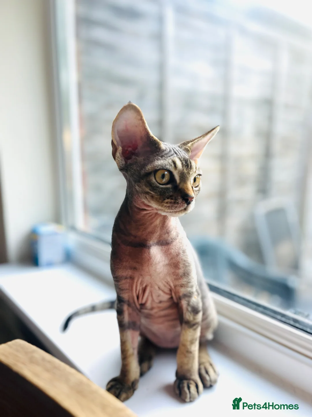 Devon Rex cats for sale: Devon Rex TICA registered kitten boy - Advert 2