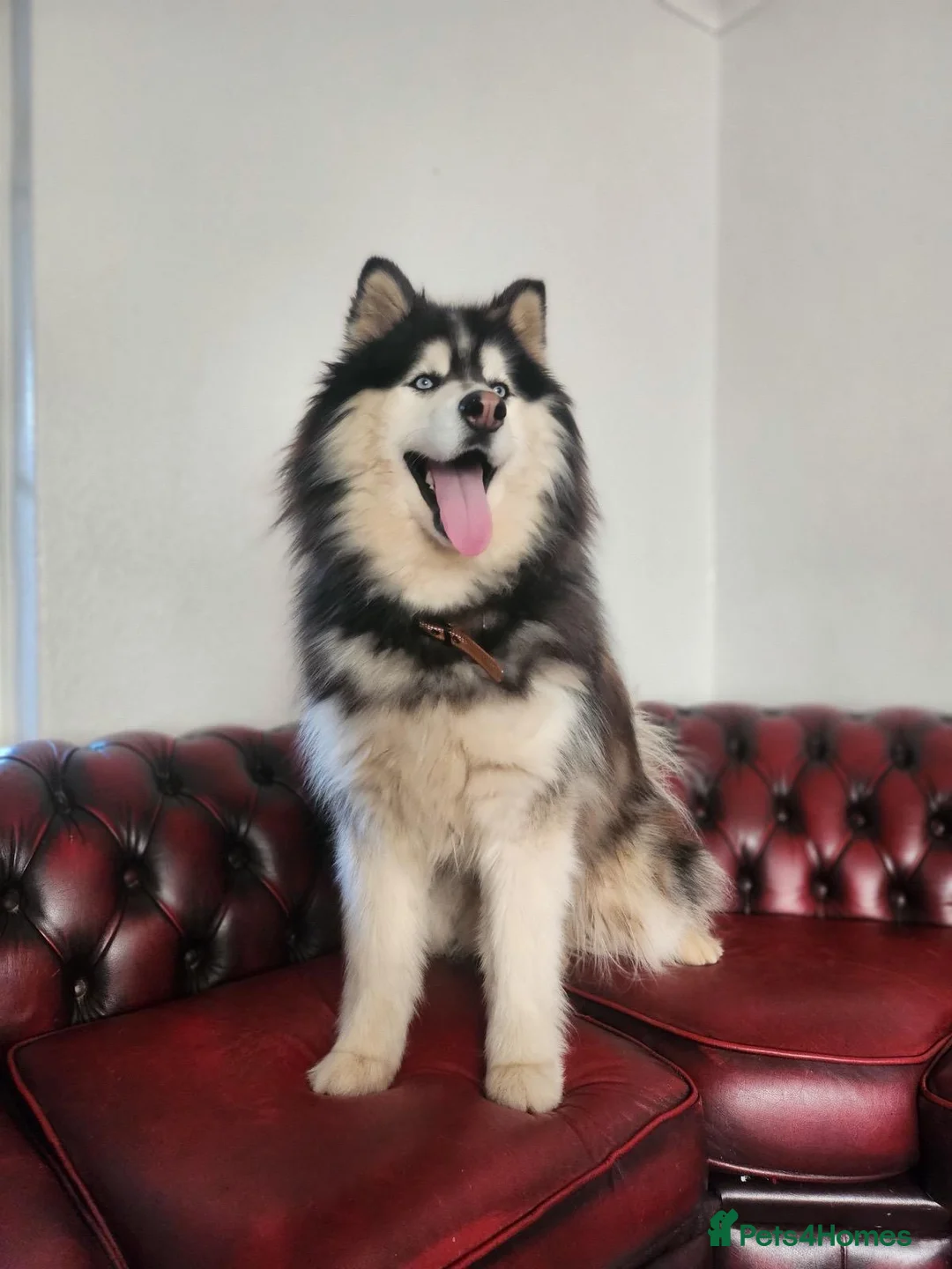 Utonagan dogs for sale: Alaskan malamute Husky  in York - Advert 2