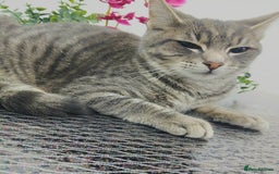 Russian Blue cats for sale:  Gorgeous 5-months old kitten Russain blue x tabby - Image 4