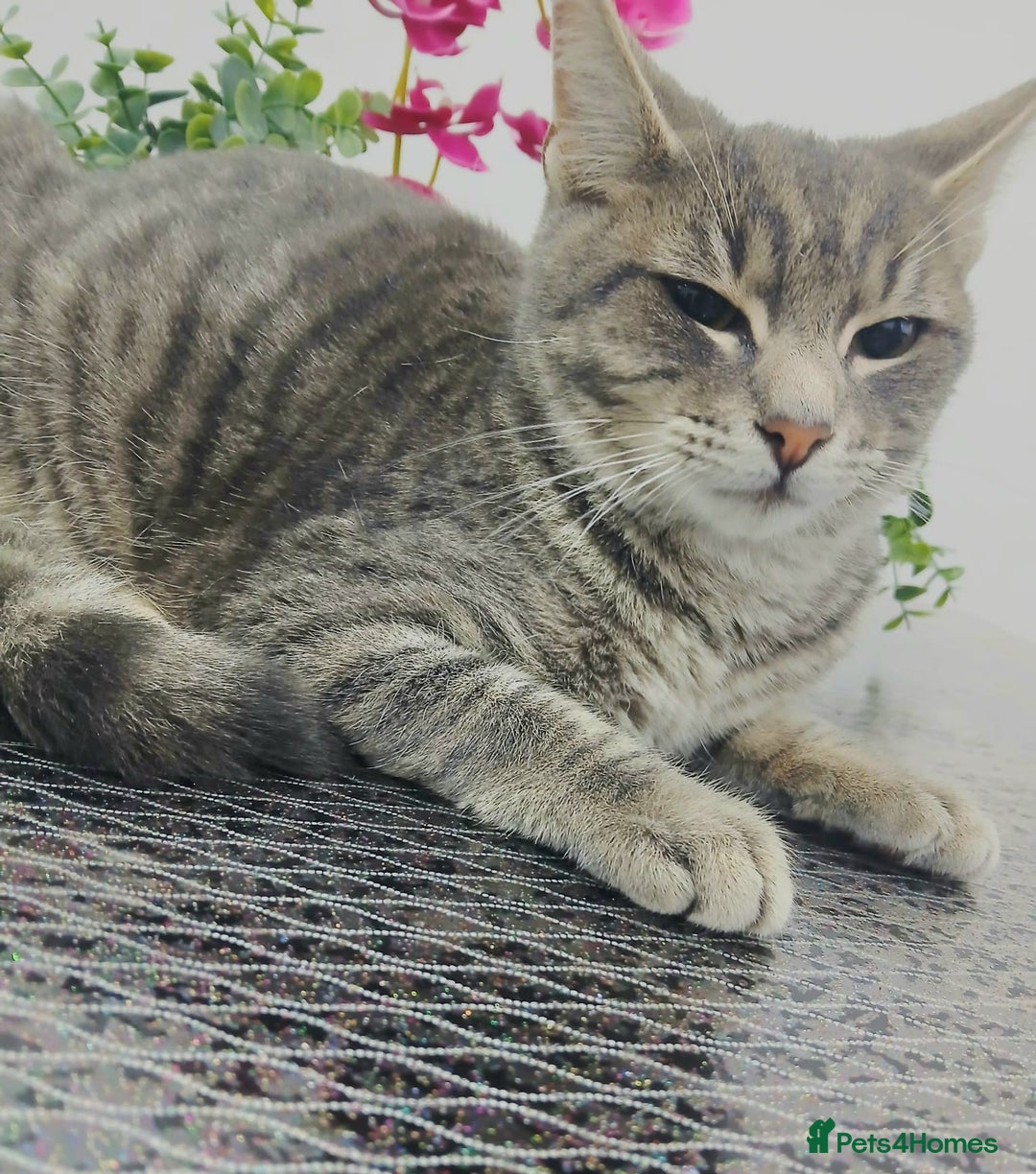 Russian Blue cats for sale:  Gorgeous 5-months old kitten Russain blue x tabby - Image 4