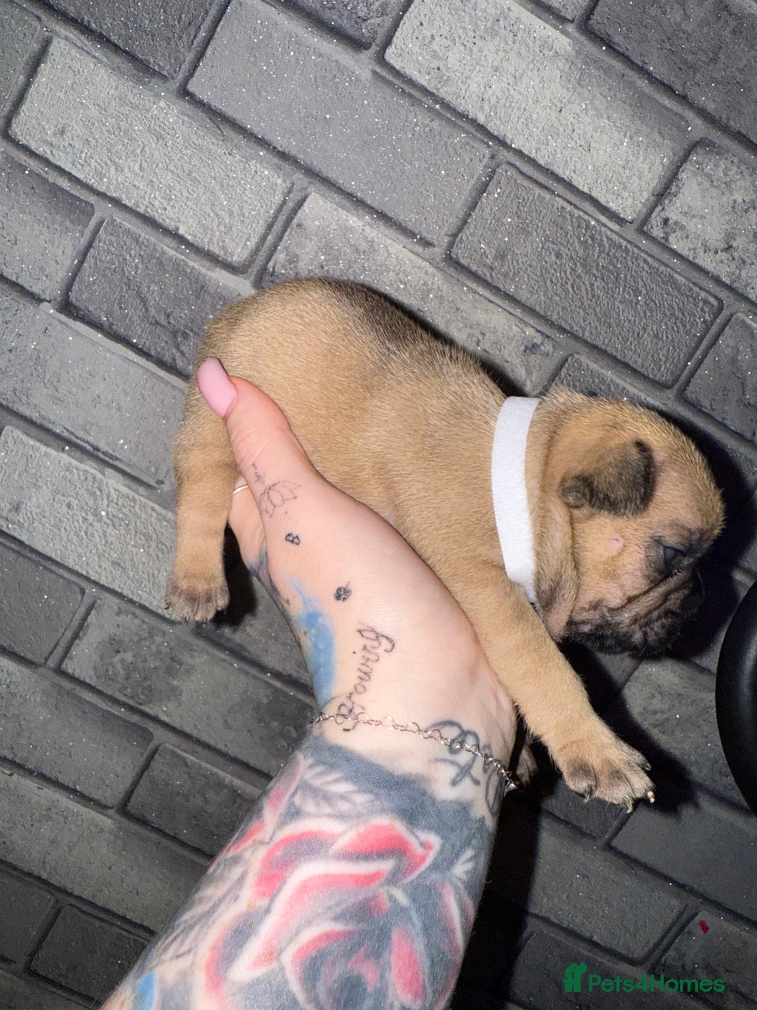 French Bulldog dogs for sale: 2 girls full French bulldogs  - Advert 15