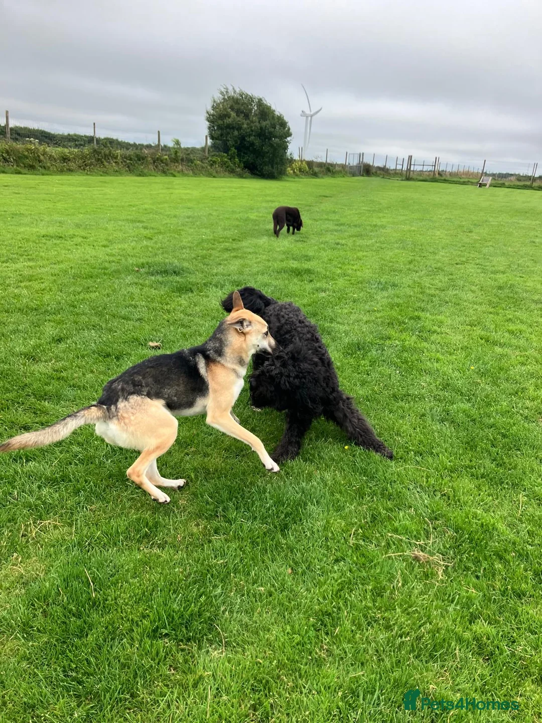 Mixed Breed dogs for adoption: JACK - FOR ADOPTION IN CORNWALL OR DEVON - Advert 2