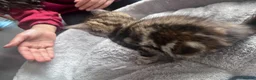Mixed Breed cats for sale: 🐾 Stunning 8 week old kittens 🐾 - Advert 14