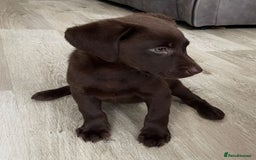 Labrador Retriever dogs for sale: Labrador puppies  - Image 13