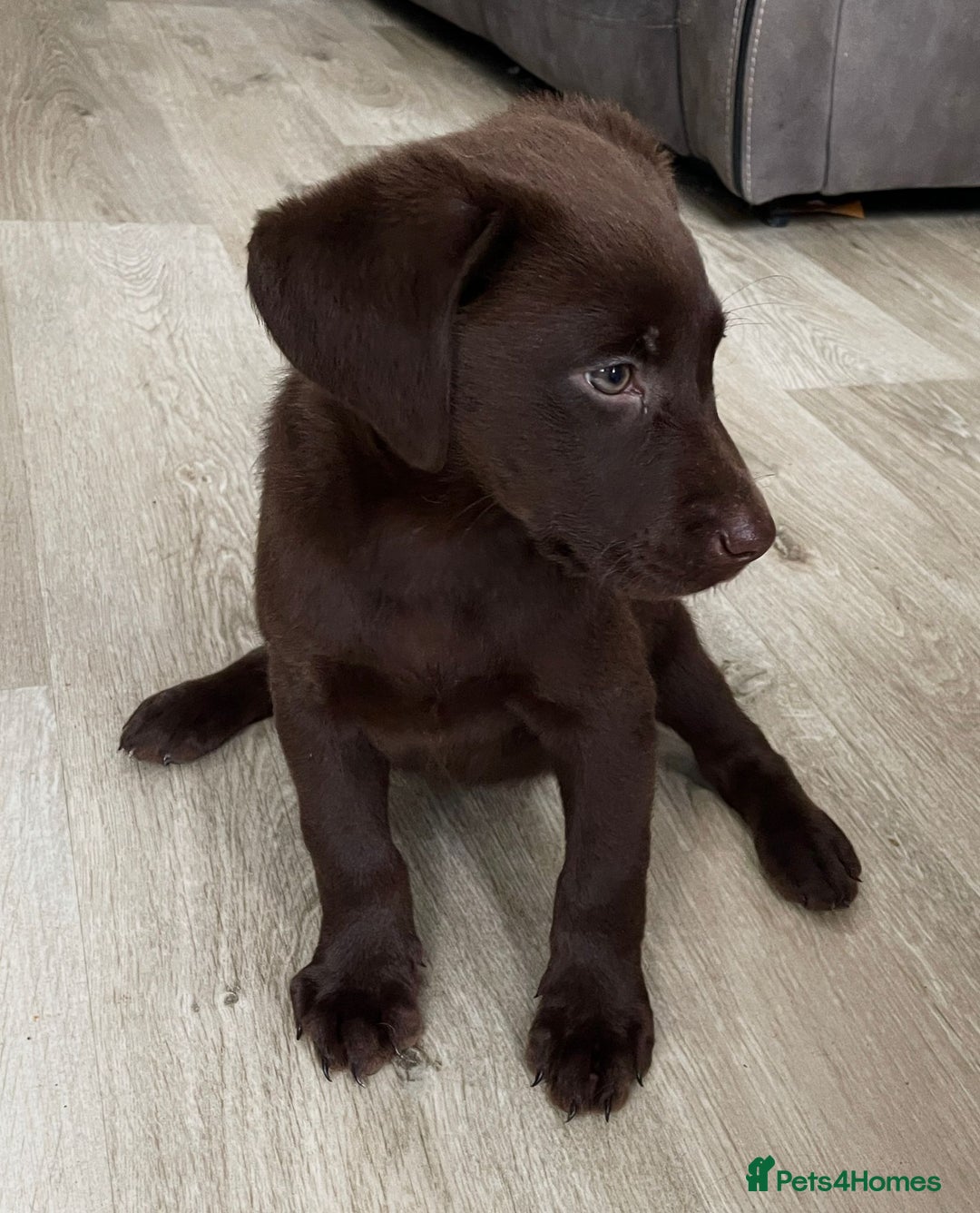 Labrador Retriever dogs for sale: Labrador puppies  - Image 13