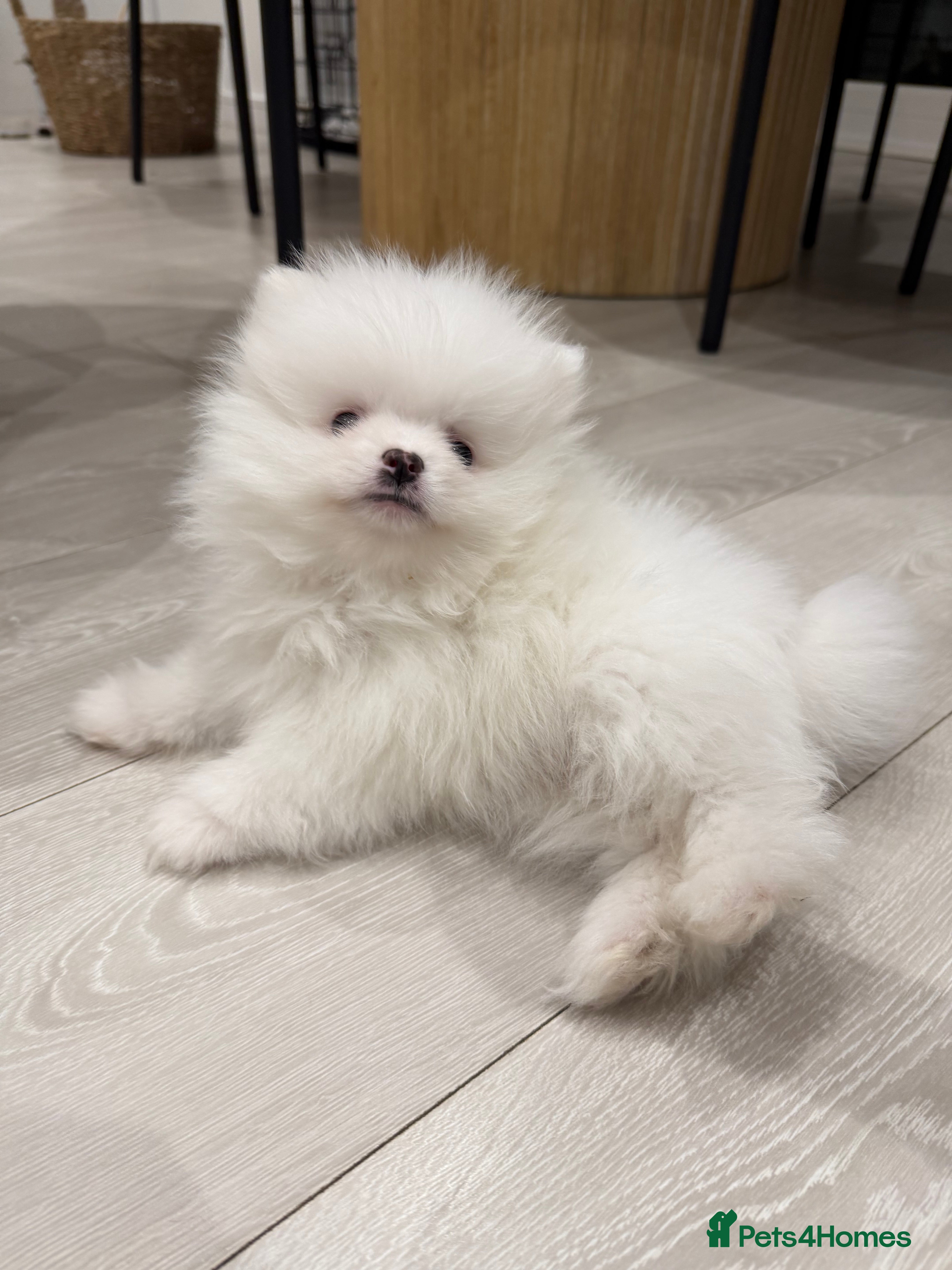 Pomeranian dogs 1 white pure bred pomerainian puppy left! - Advert 6