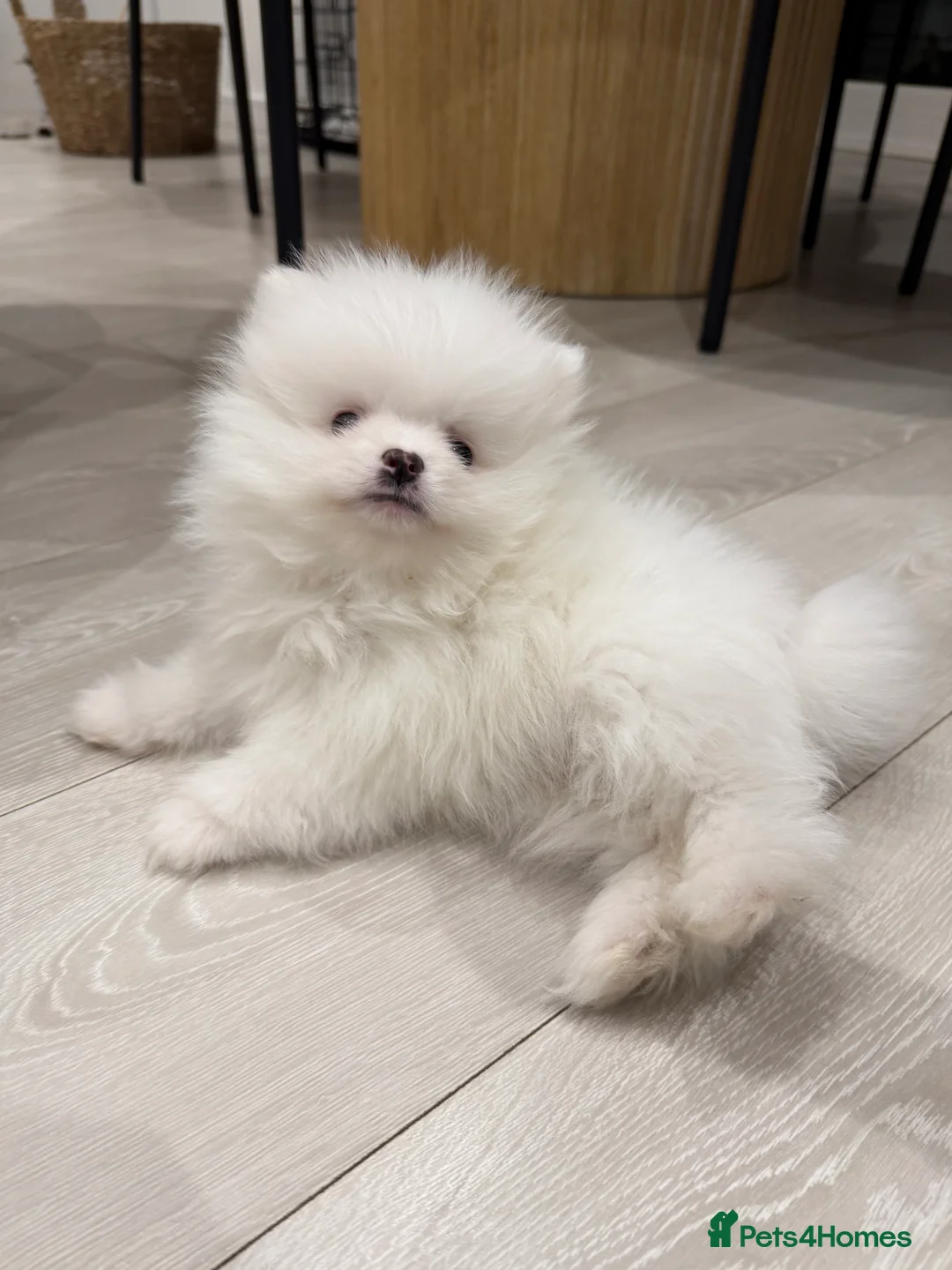 Pomeranian dogs for sale: 1 white pure bred pomerainian puppy left! - Advert 1