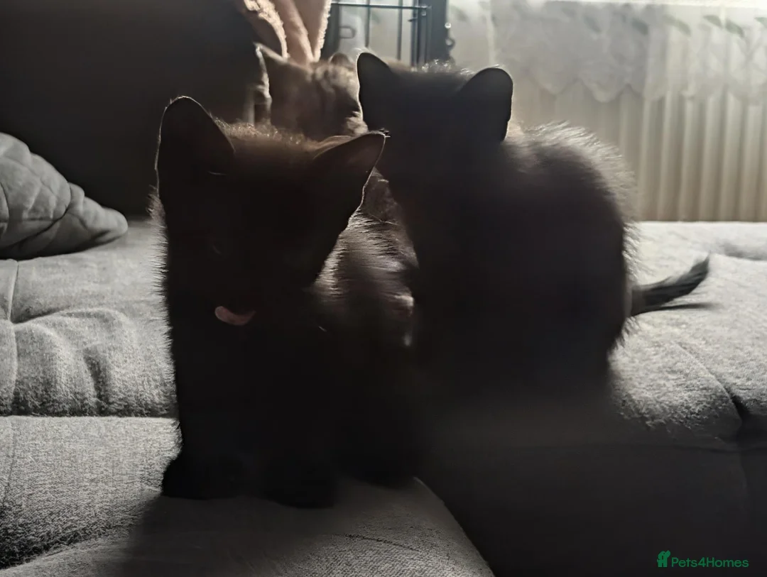 Mixed Breed cats for sale: 2 gorgeous black kittens available  - Advert 11