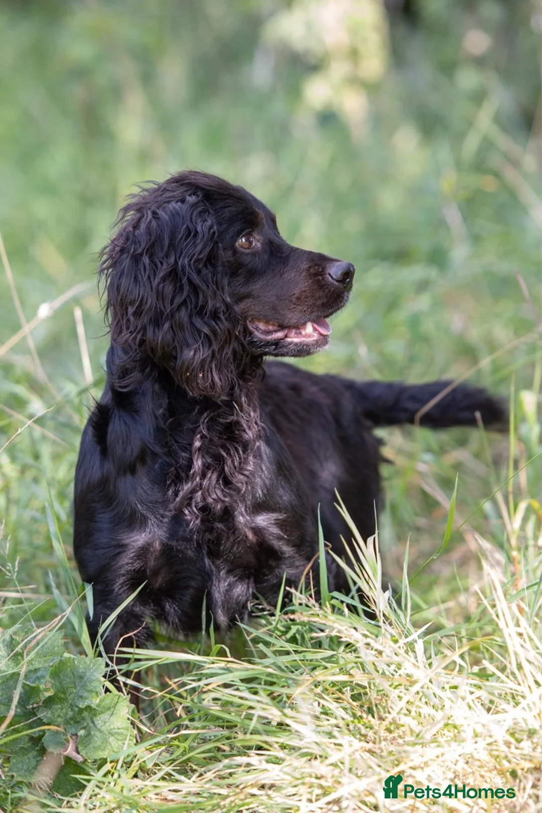 Cocker Spaniel dogs for stud: Our lovable & small type black cocker spaniel stud in Bristol - Advert 7