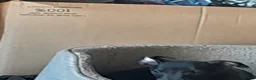 Whippet dogs for sale: A stunning litter of healthy whippets  - Advert 10
