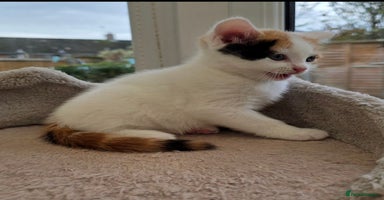 Mixed Breed cats - Advert 2